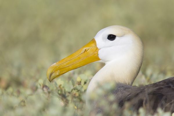 Waved Albatross Airport in the Galapagos part I - Steven ...