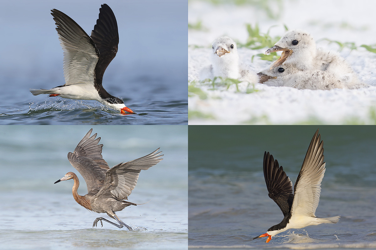 Florida Black Skimmers Photography Tour!