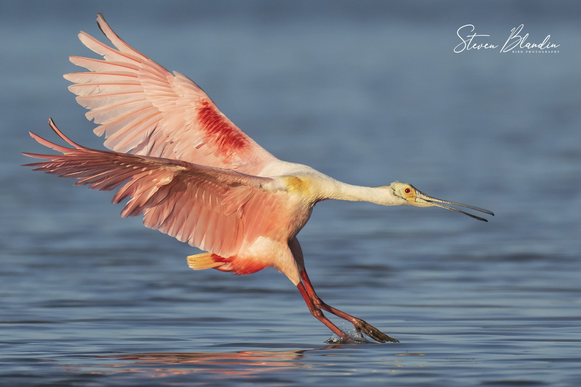 Roseate Spoonbill landing with wings stretched