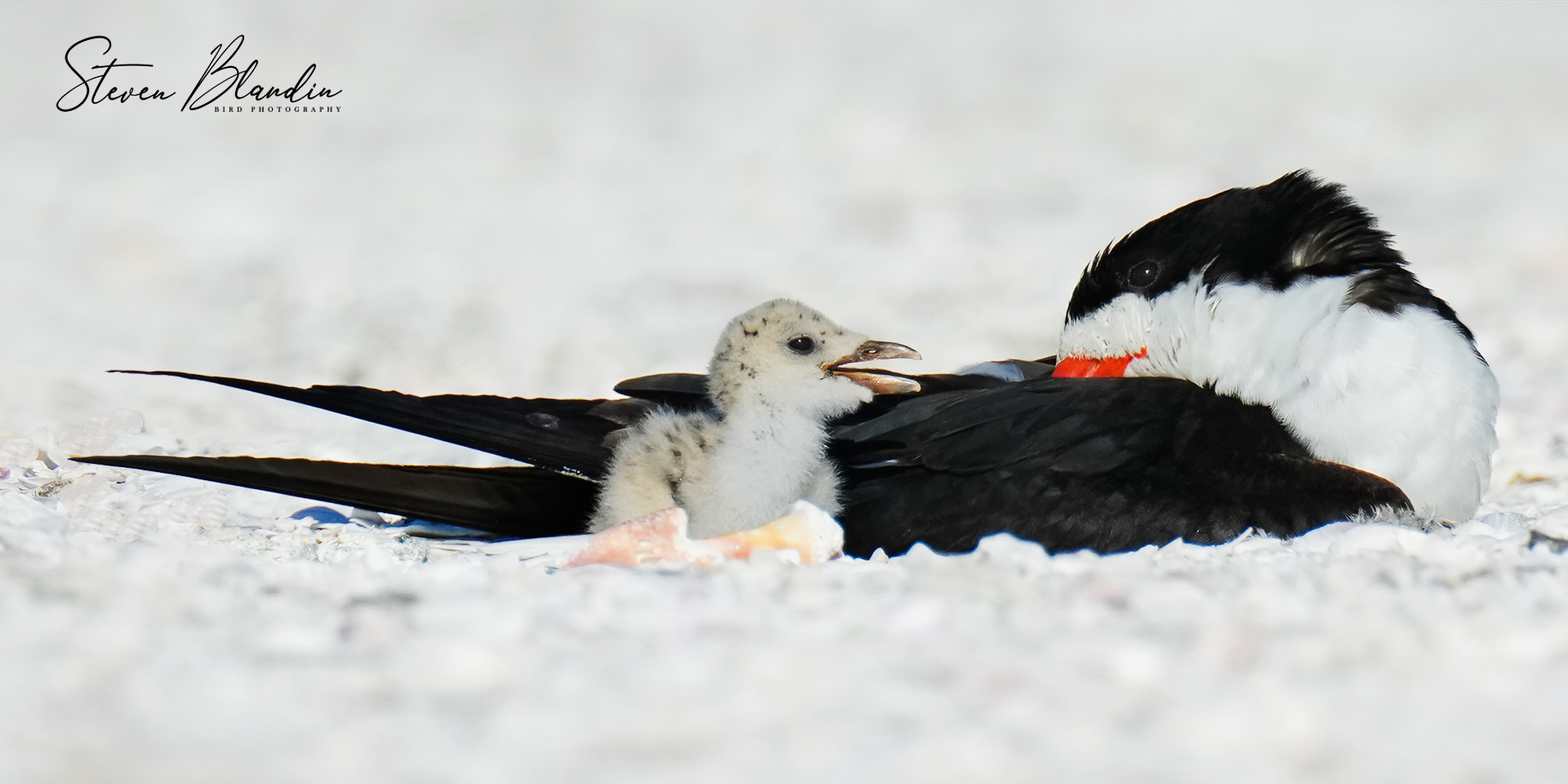 Black Skimmer chick with Adult
