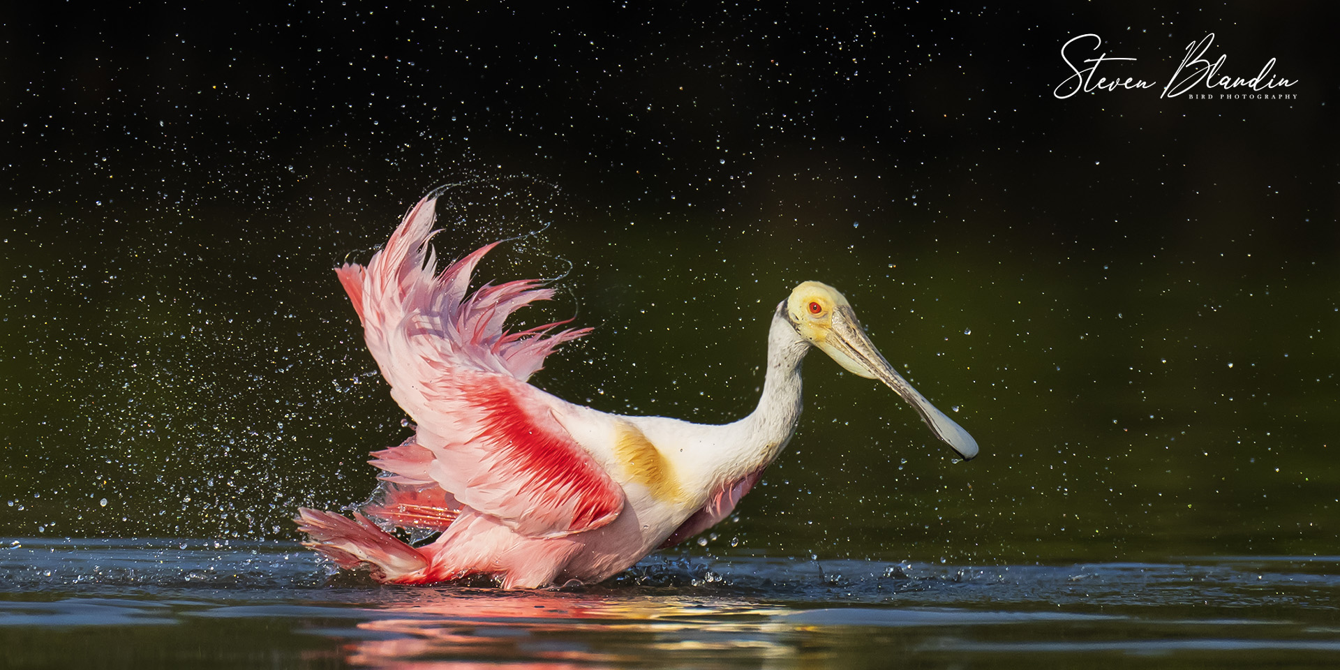 Roseate Spoonbill bathing