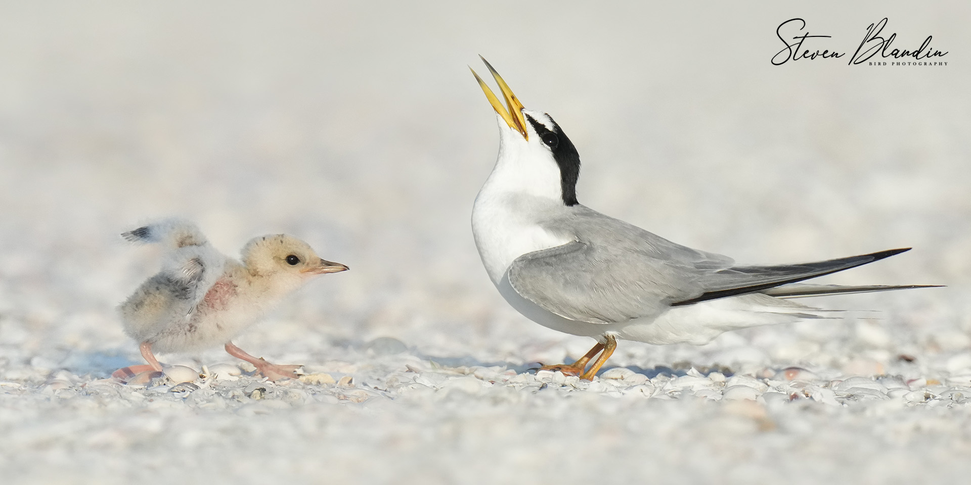 Least Tern with chick