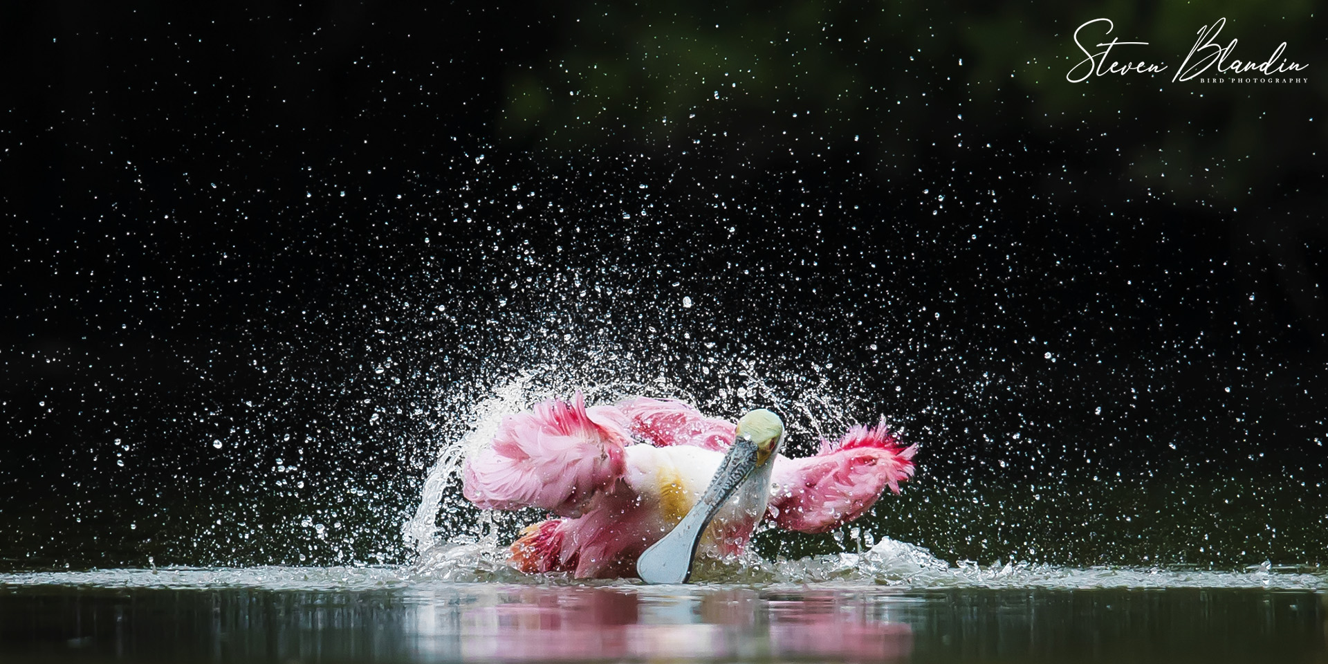 Bathing Spoonbill - Florida Photography