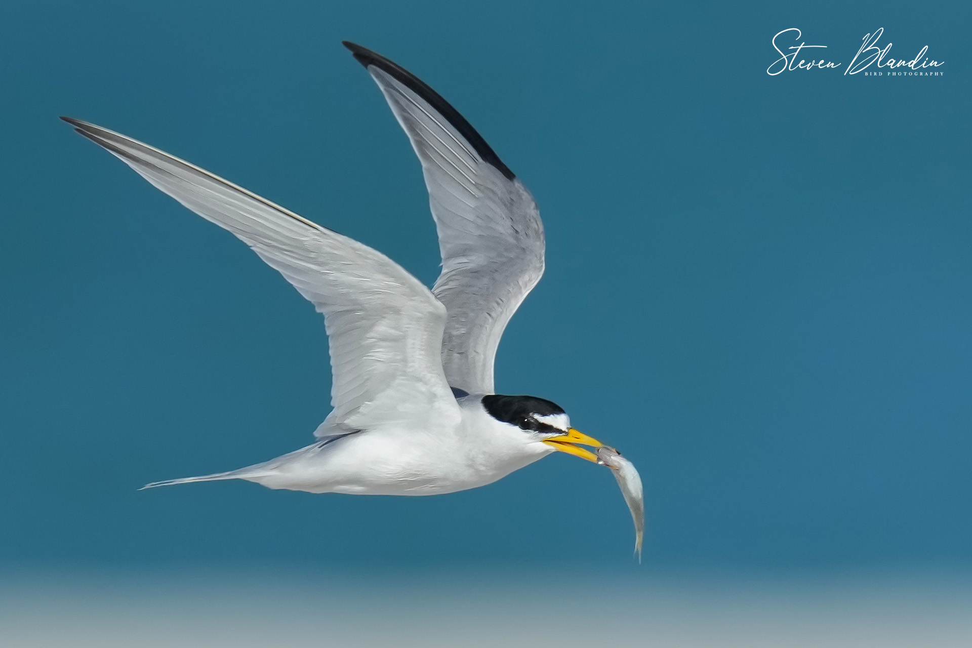 Least Tern in flight - Sarasota Bay