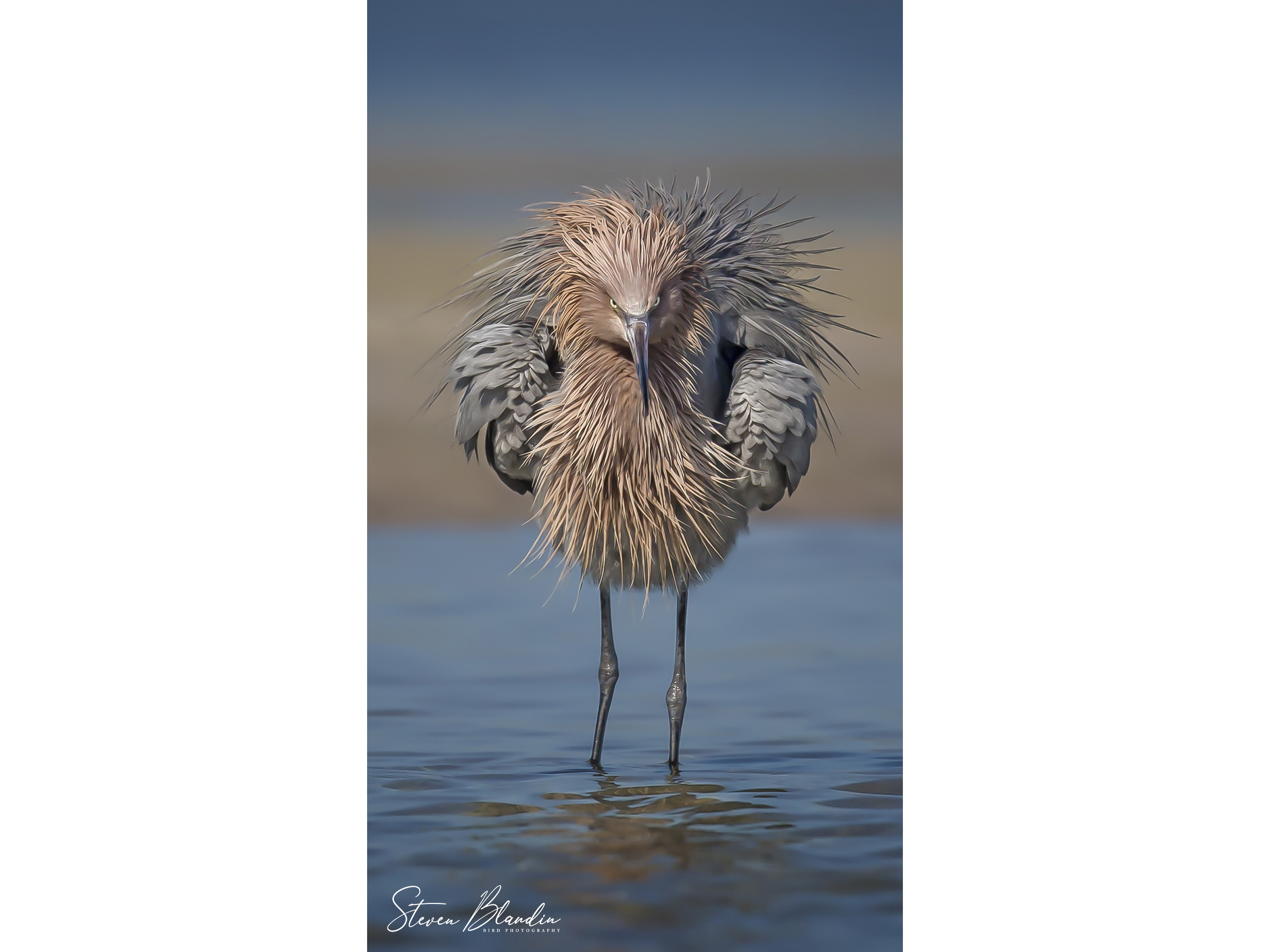Reddish Egret - Fort Desoto Park