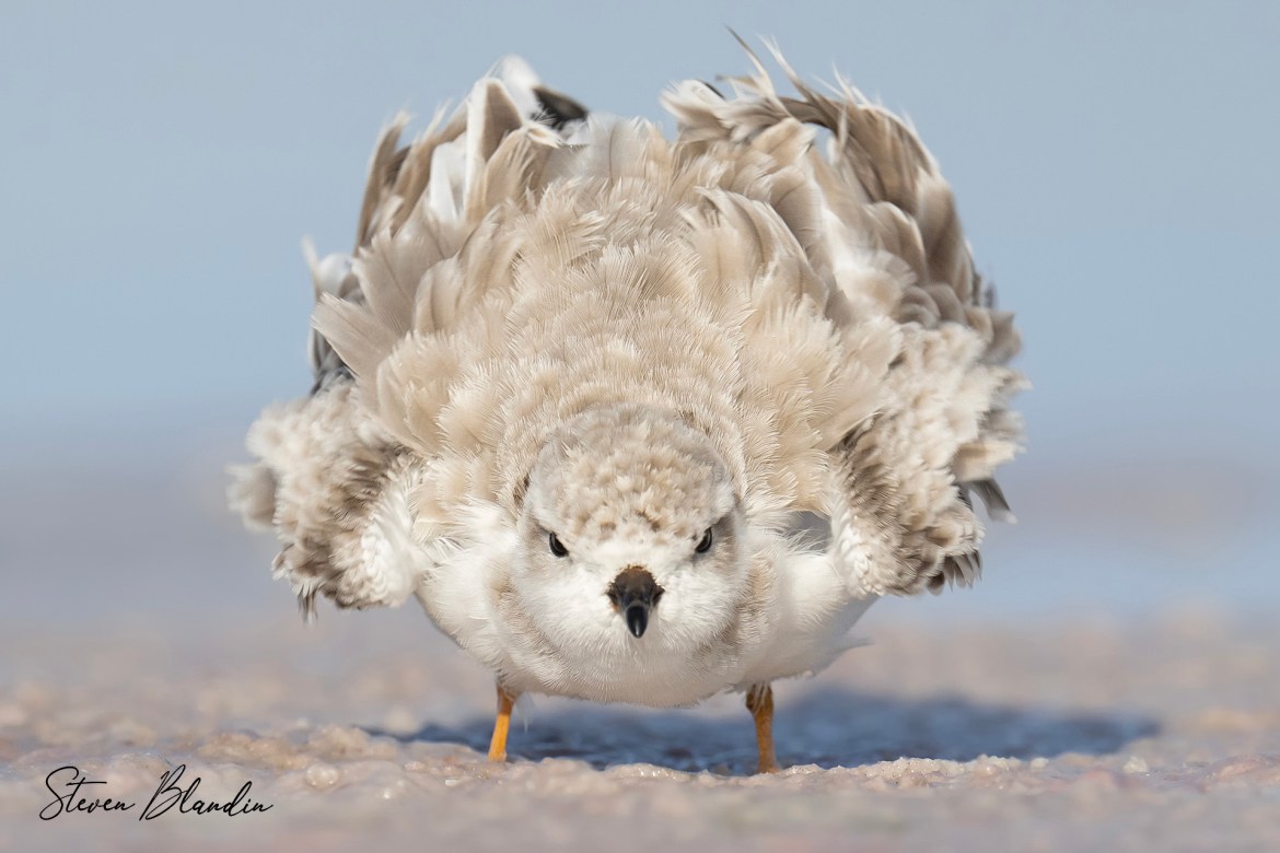 Piping Plover at Fort Desoto Park