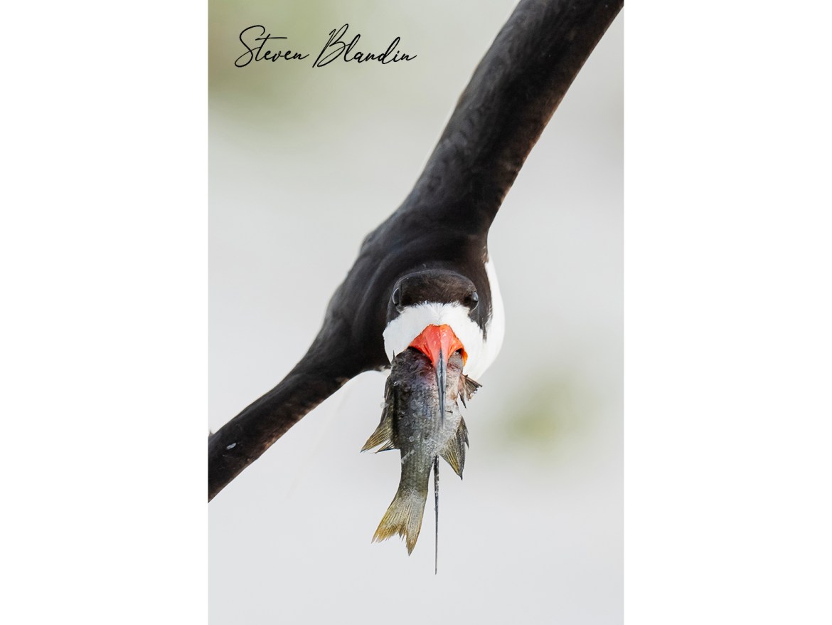 Black Skimmer with fish