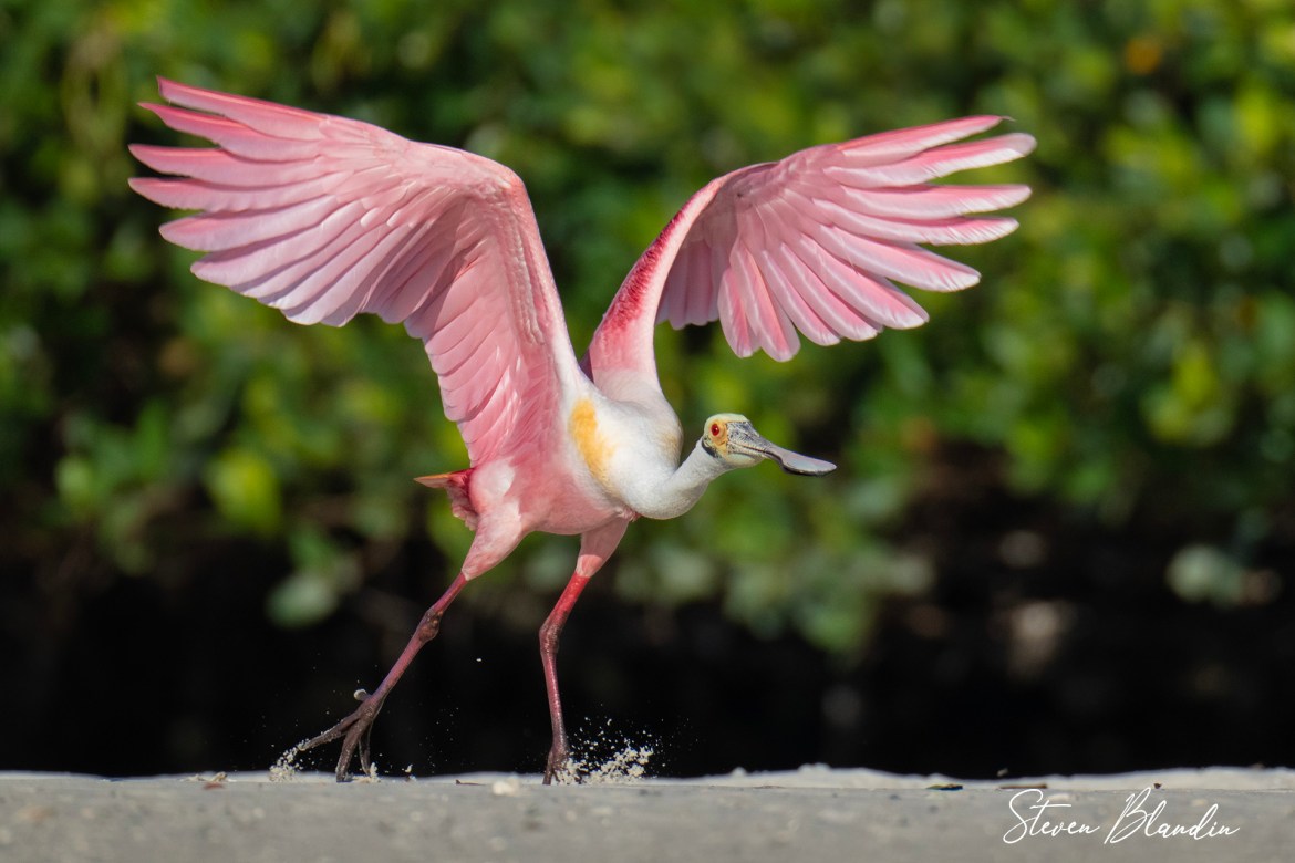 Roseate Spoonbill taking off - Photography Tour