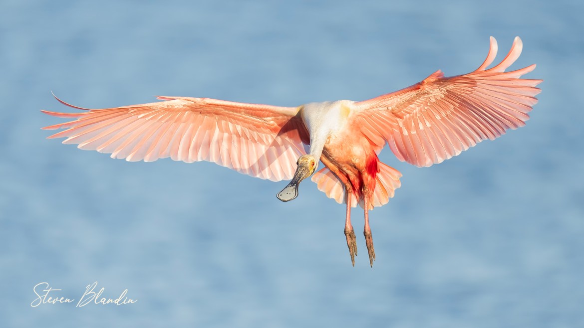 Roseate Spoonbill Landing