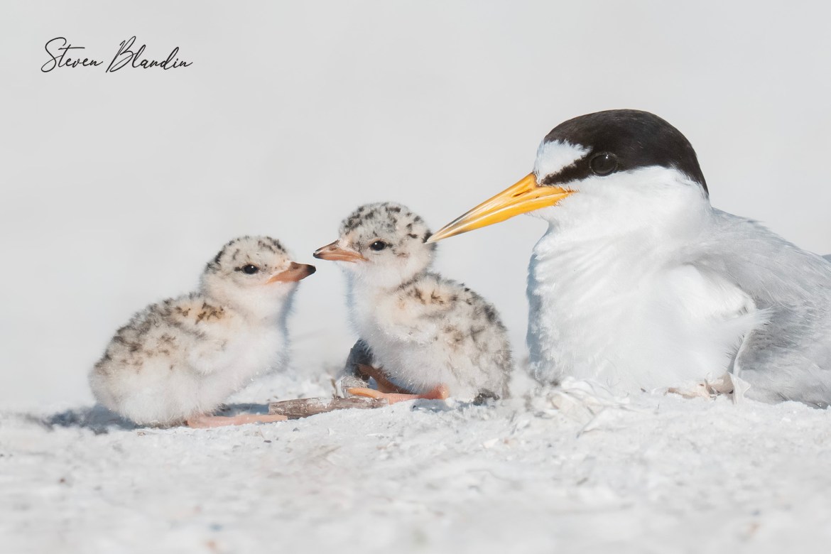 Family of Least Terns