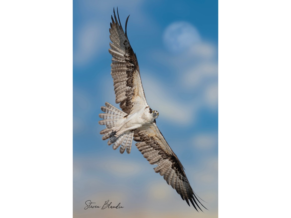 Osprey with the moon - Photography Tour