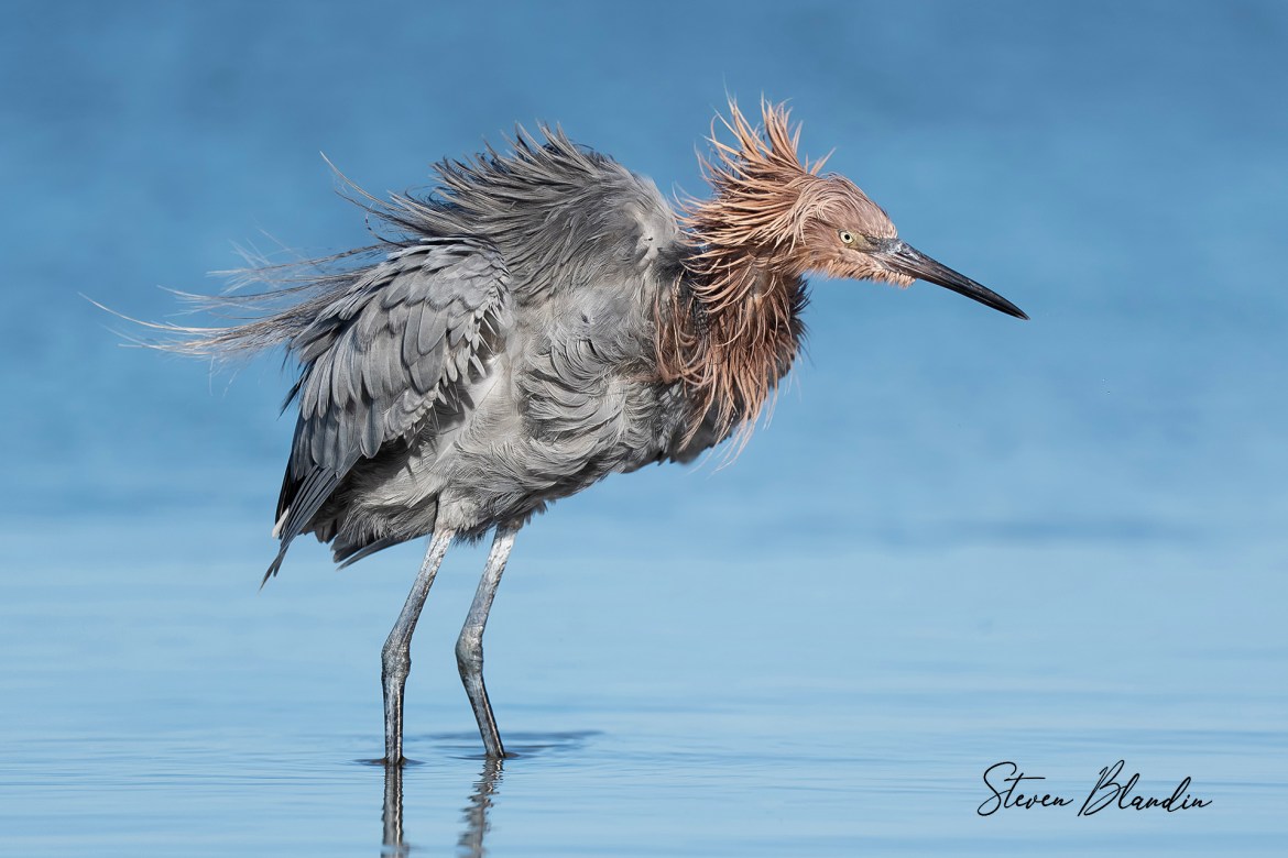 Reddish Egret shaking it off - Bird Tour