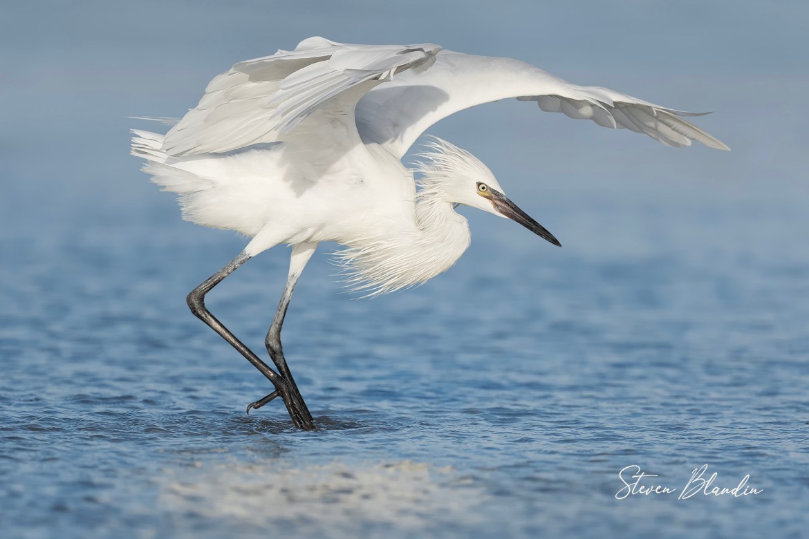 White morph Reddish Egret - Florida Photography workshop